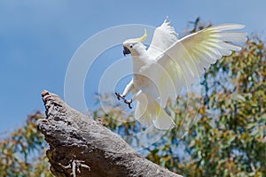 A White Cockatoo Landing On A Tree