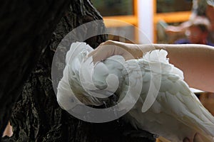 The white cockatoo lowers the head to be caressed