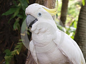 White cockatoo parrot