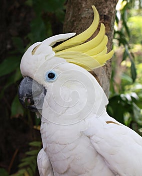 White cockatoo parrot