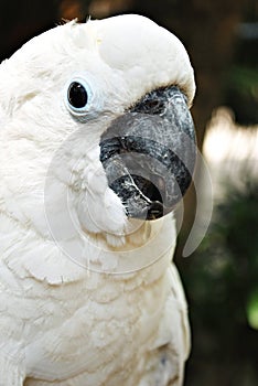 White Cockatoo Parrot