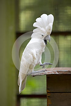 White Cockatoo Parrot