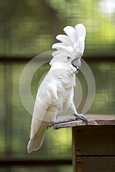 White Cockatoo Parrot