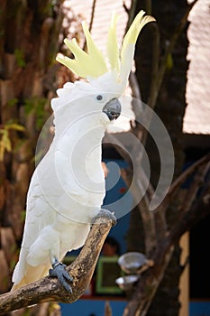 White cockatoo parrot ara on a brench