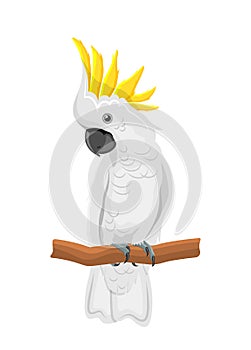 White Cockatoo Parrot On Branch, Exotic Bird with Crest Isolated