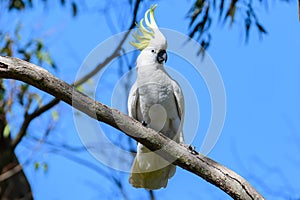 White cockatoo perched on a tree branch