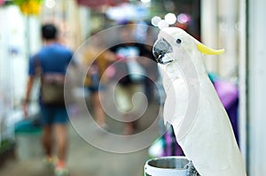 White cockatoo perching at Chatuchak Market, Bangkok, Thailand