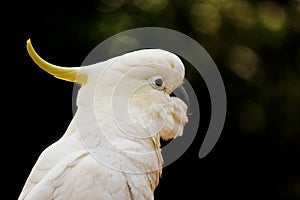 White Cockatoo Portrait