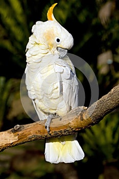 White cockatoo preening