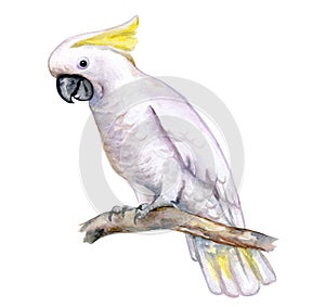 White cockatoo sitting on a branch isolated on white background. A white parrot with a yellow tuft. Watercolor