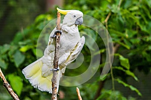 White Cockatoo in tree