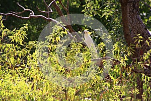 White Cockatoo in a tree