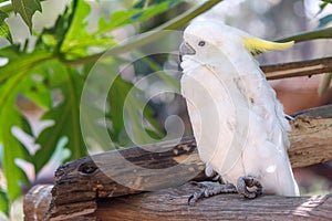 White Cockatoo on a tree branch with green leaf background.