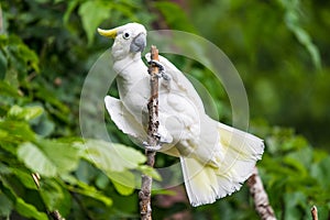 White Cockatoo in tree photo