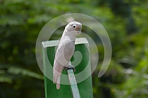 White Cockatoo or Umbrella Cockatoo Cacatua alba photo