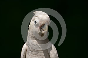 White Cockatoo or Umbrella Cockatoo Cacatua alba photo