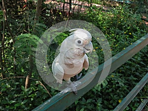 White Cockatoos, Looking in Camera