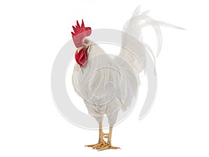 White Cockerel is isolated on a white