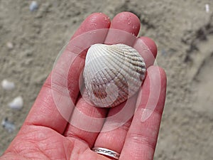 A white cockle Cerastoderma edule on a hand with the beach on the north sea in the background, texel netherlands