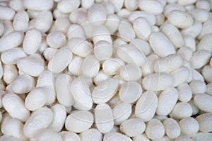 White cocoons of silkworm for making silk