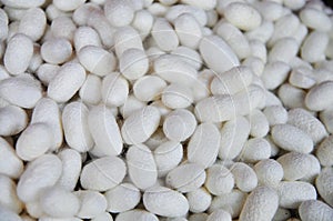 White cocoons of silkworm for making silk