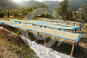 The white coffee beans are dried on the bamboo sieve outdoors.