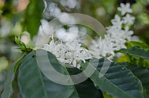 white coffee flowers on tree are blooming