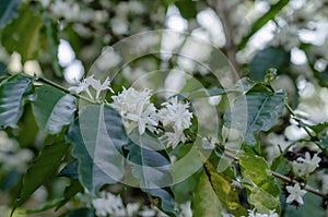 white coffee flowers on tree are blooming
