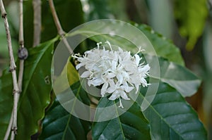 white coffee flowers on tree are blooming