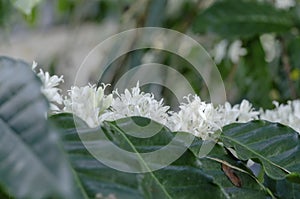 white coffee flowers on tree are blooming