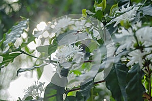 white coffee flowers on tree are blooming in farmland