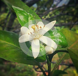 White coffee plant flower with long stamens and green leaves in Colombia