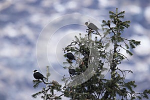 The white-collared blackbird, Turdus albocinctus,  Chopta, Uttarakhand, India
