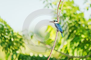 White collared kingfisher