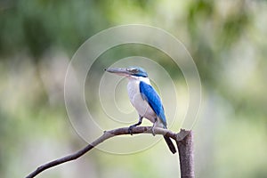 White - collared Kingfisher