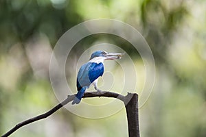 White - collared Kingfisher