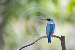 White - collared Kingfisher