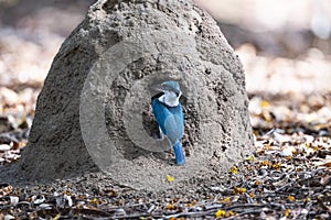 White - collared Kingfisher