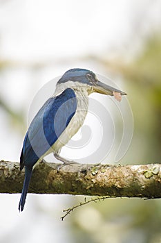 White Collared Kingfisher