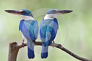 White-collared kingfishers in mating season, fascinated blue bird with large beaks perching together photo