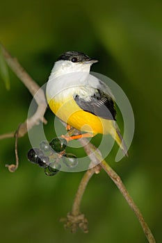 White-collared Manakin, Manacus candei, rare bizar bird, Nelize, Central America. Forest bird, wildlife scene from nature. White a photo