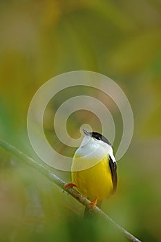 White-collared Manakin, Manacus candei, rare bizar bird, Nelize, Central America. Forest bird, wildlife scene from nature. White a photo