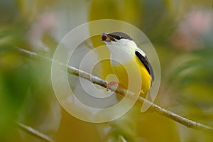 White-collared Manakin, Manacus candei, rare bizar bird, Nelize, Central America. Forest bird, wildlife scene from nature. White a photo