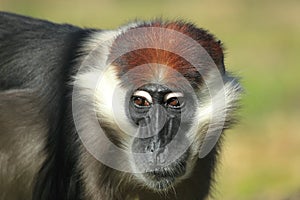 White-collared mangabey