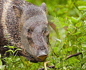 White-collared Peccary