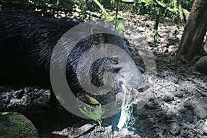 A white collared peccary, pecary tajacu, kept in captivity and eating corn photo