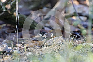 White-collared Seedeater Sporophila torqueola Foraging for Seed on the Ground