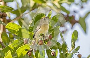 White-collared Seedeater Sporophila torqueola Perched in a Tree Branch