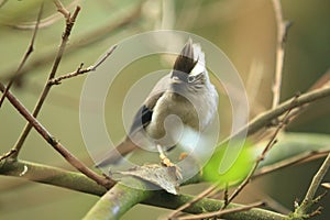 White-collared yuhina