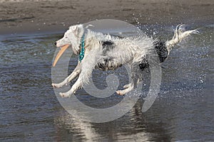 White collie dog playing with frisbee on the beach